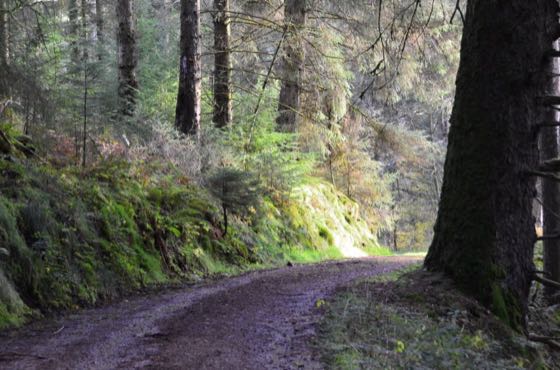 Digital Detox & Nature